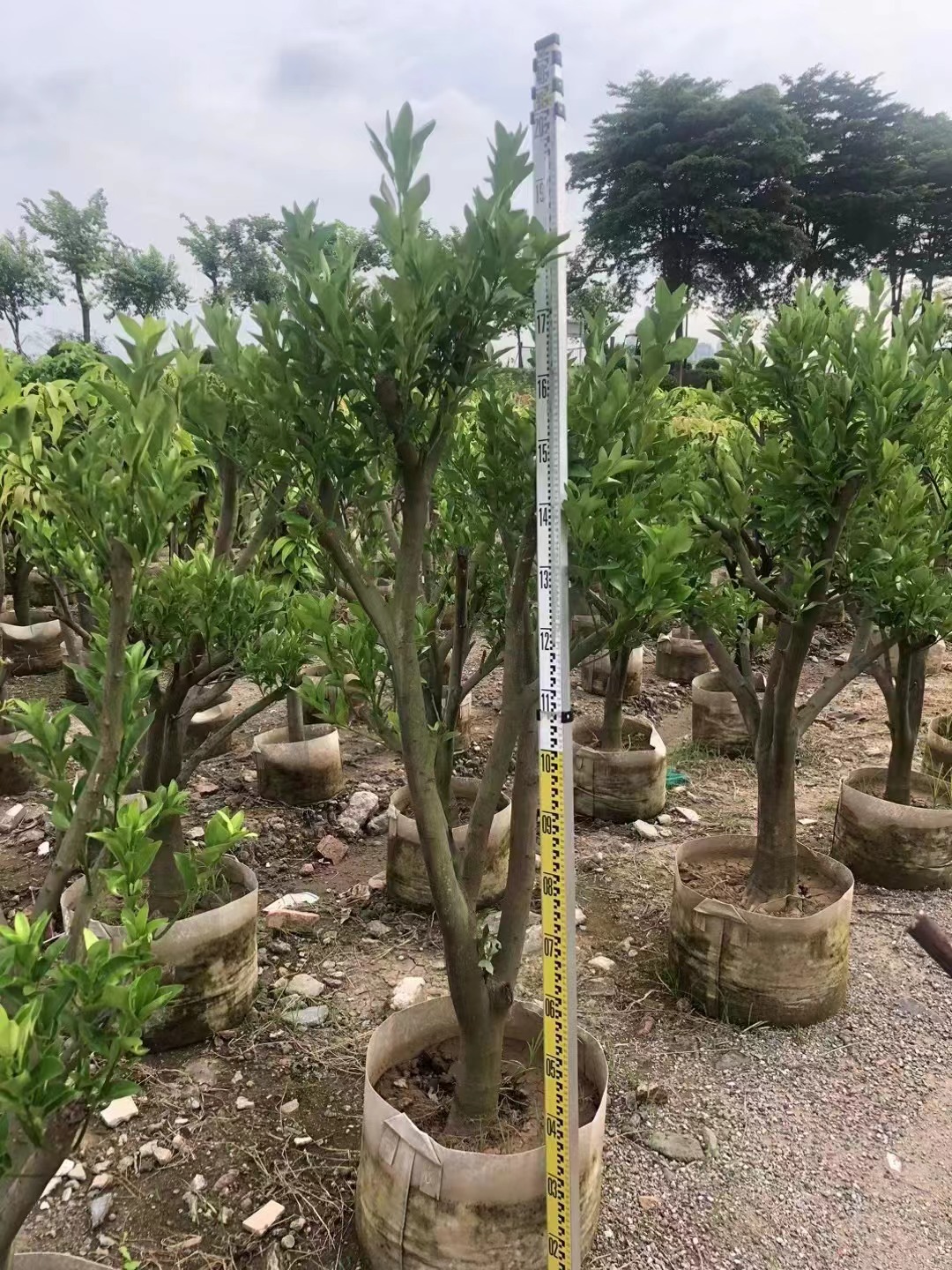  Апельсиновые деревья Citrus sinensis