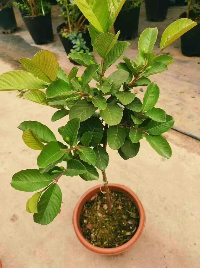 C&acirc;y ổi Psidium guajava