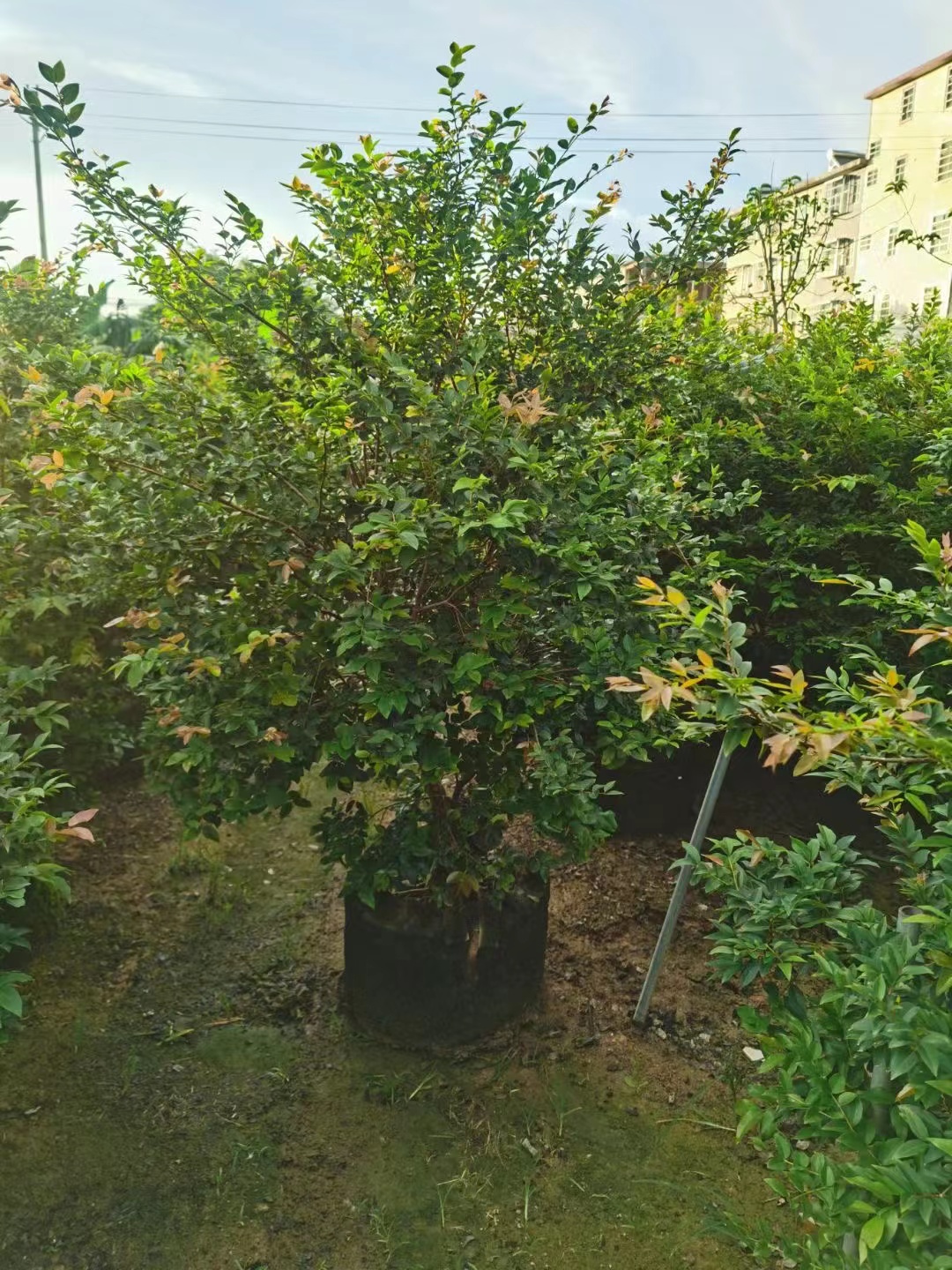 C&acirc;y ăn quả Jaboticaba, Plinia cauliflora
