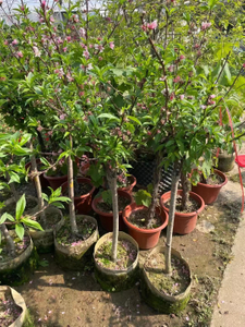 Медово-персиковые деревья, Amygdalus persica 'Honey Peach'