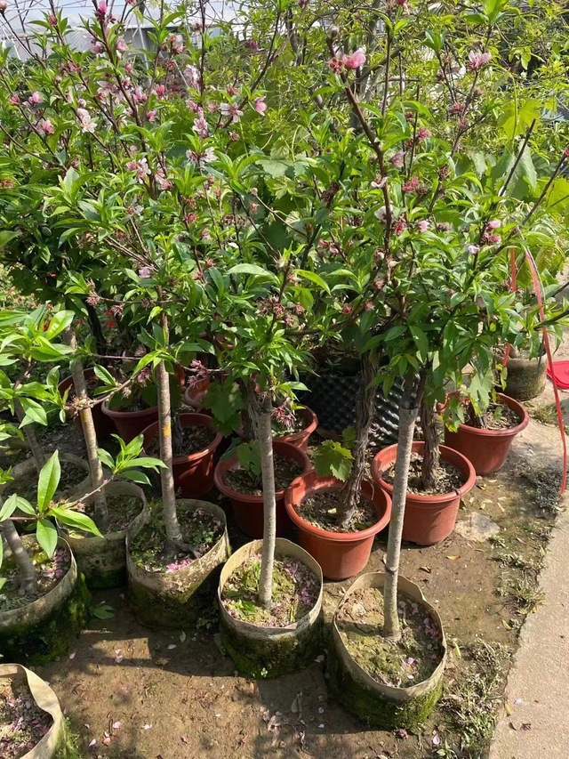 꿀복숭아나무, Amygdalus persica 'Honey Peach'