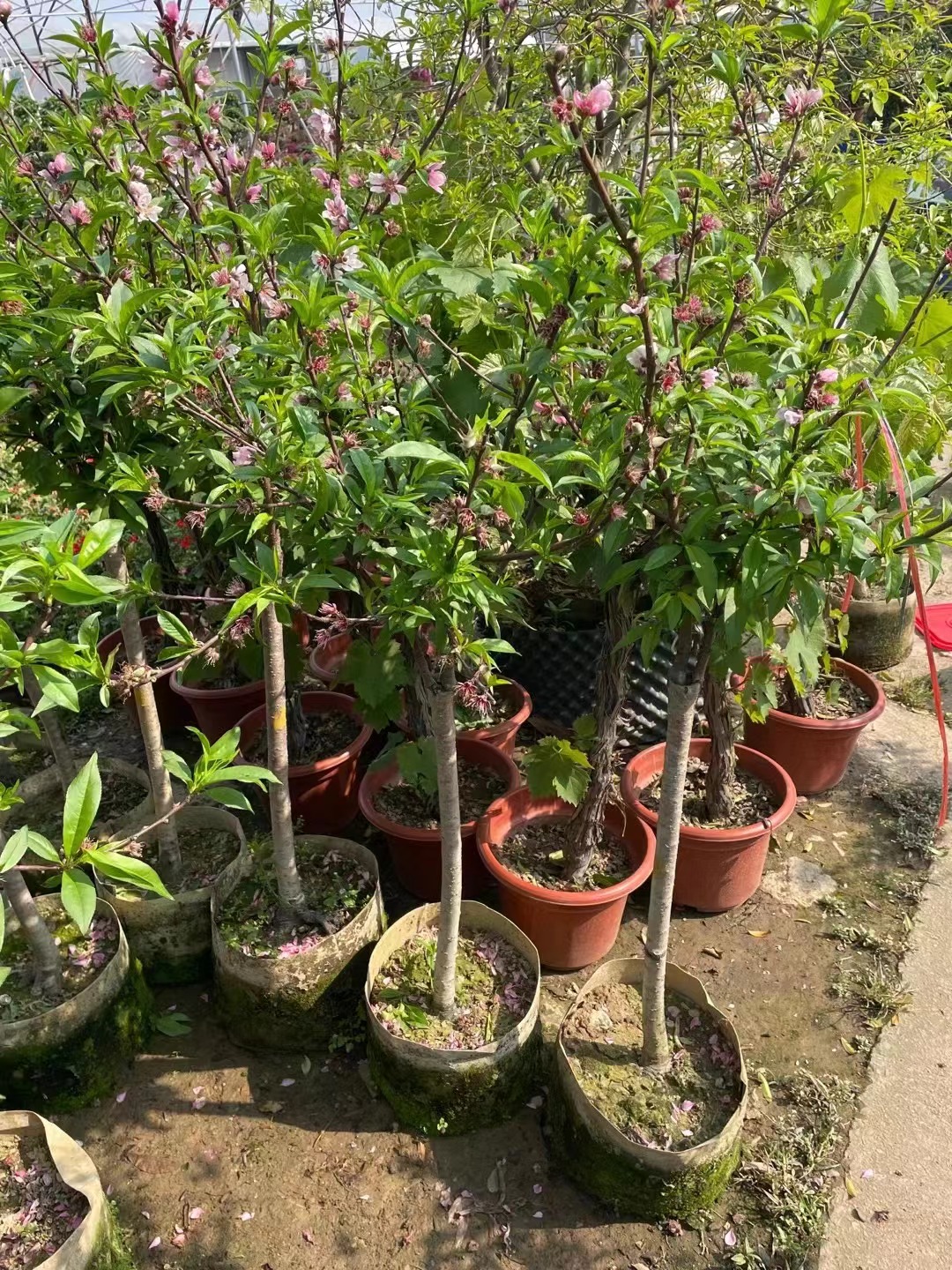 Pesco al miele, Amygdalus persica 'Honey Peach'