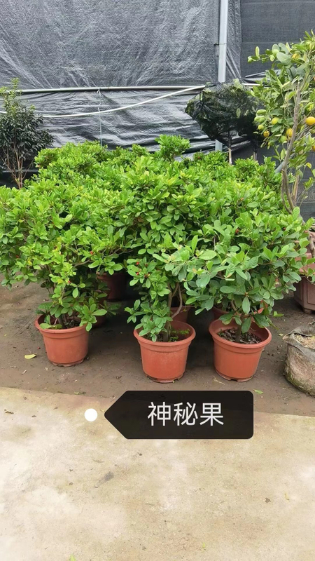 Чудо-фруктовые деревья Synsepalum dulcificum Daniell.