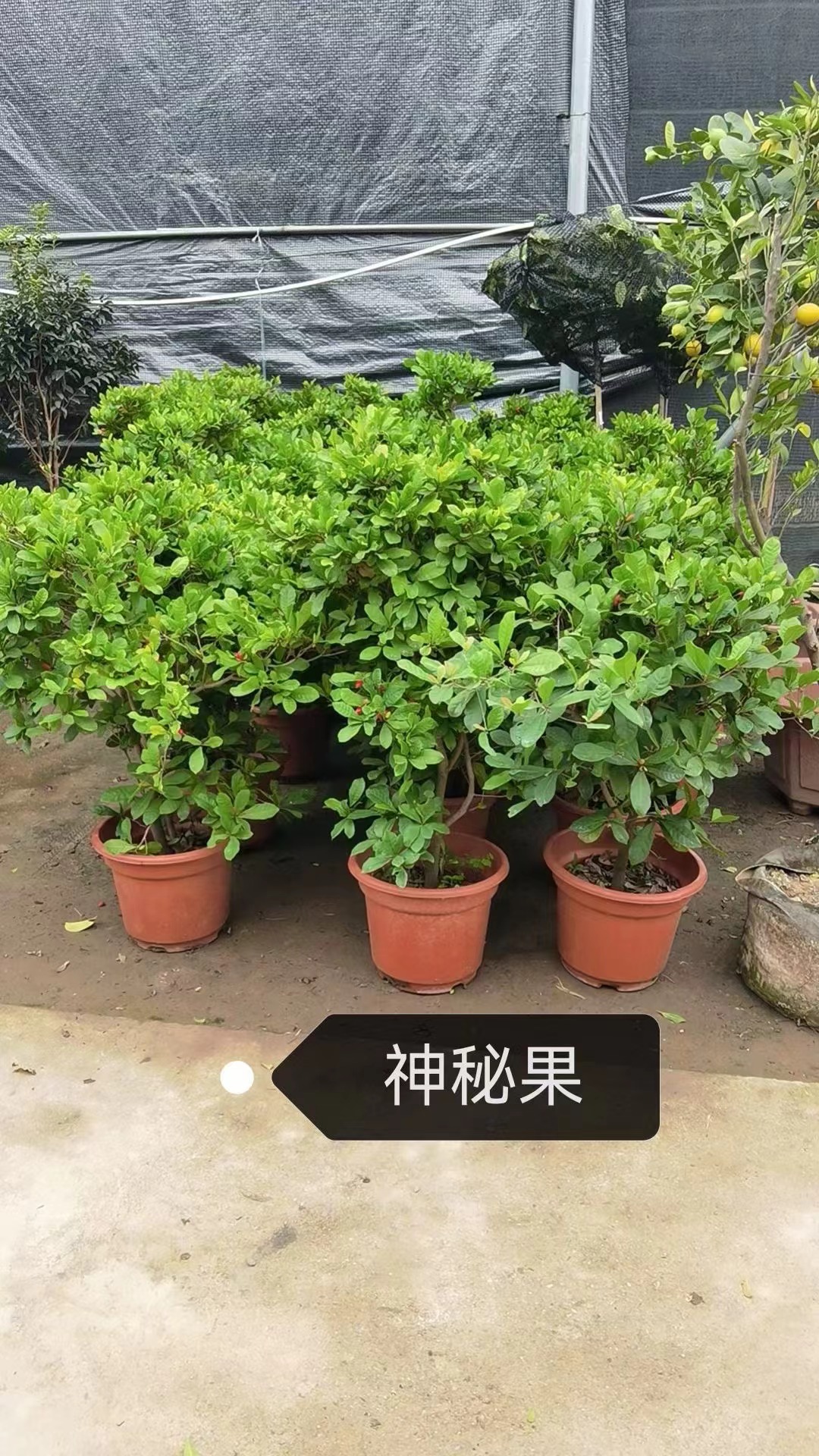 Чудо-фруктовые деревья Synsepalum dulcificum Daniell.