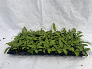 Антуриум Бакери