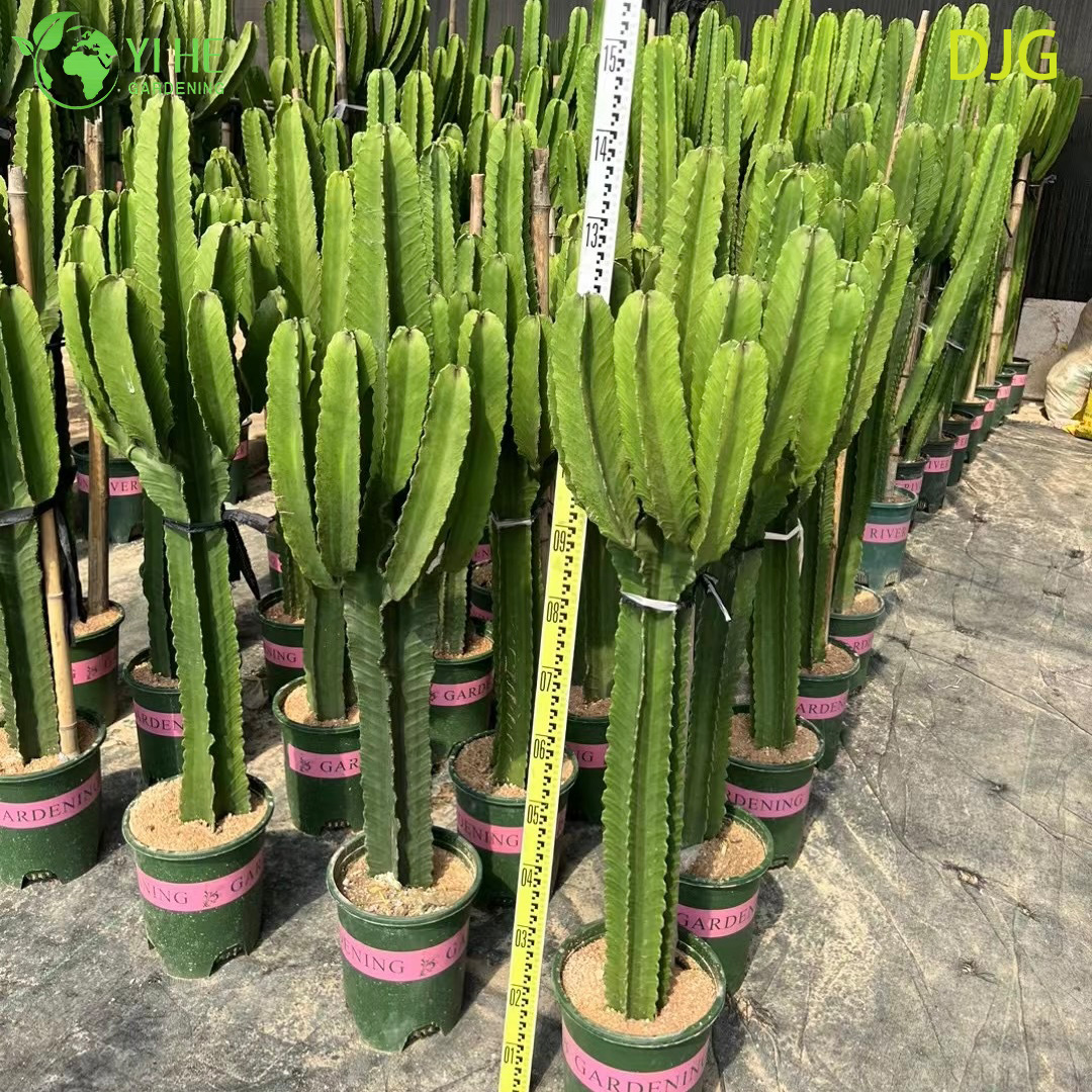 Kapalı Dekor Bonsai i&ccedil;in B&uuml;y&uuml;k Şamdan Ağacı Euphorbia Canlı Bitki