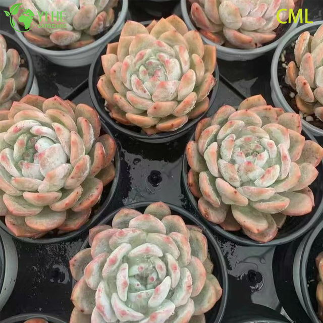 ขายส่ง Echeveria Orange Monroe Live Succulent Plump Rosette บอนไซ