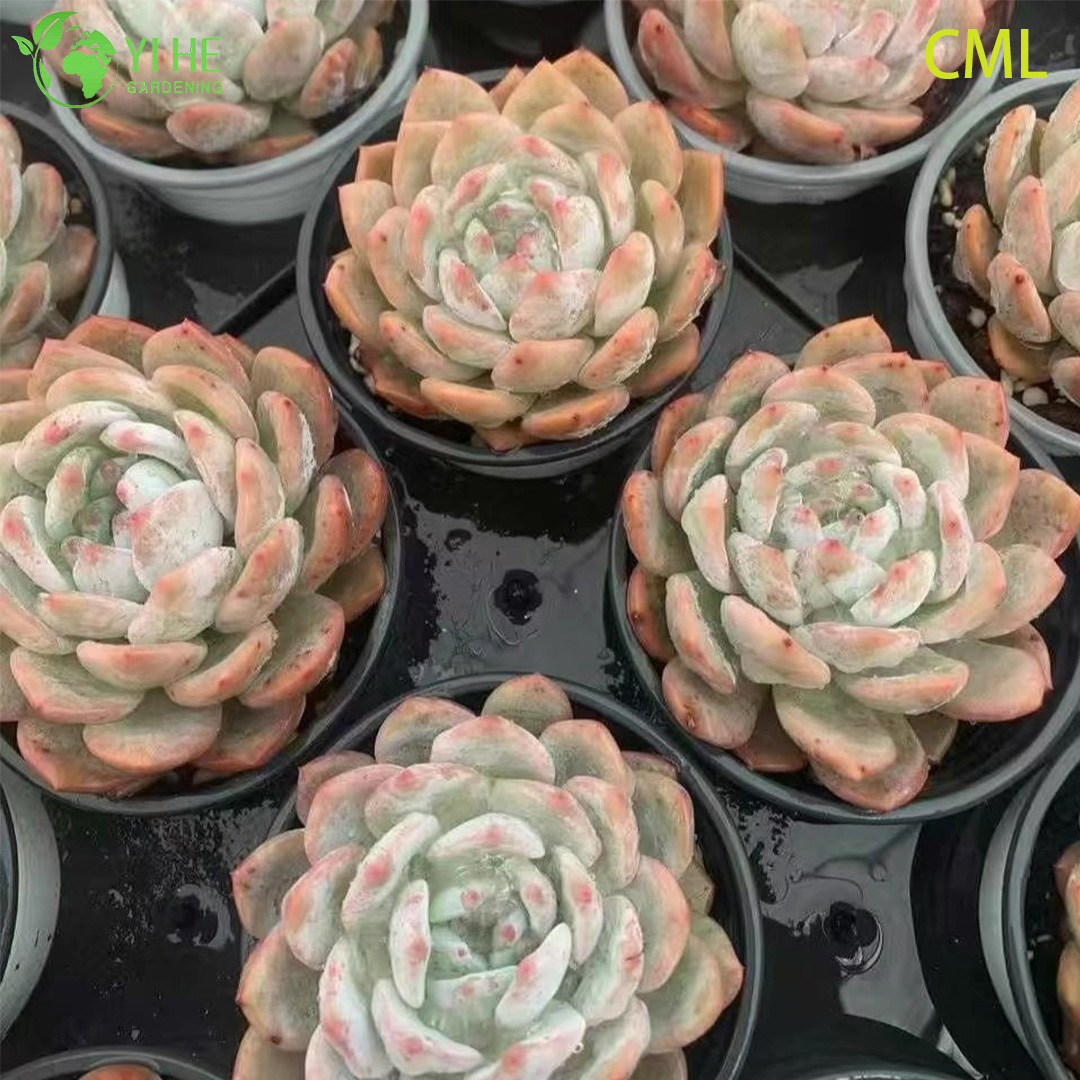 Venta al por mayor Echeveria Orange Monroe Live Suculent Plump Rosette Bonsai