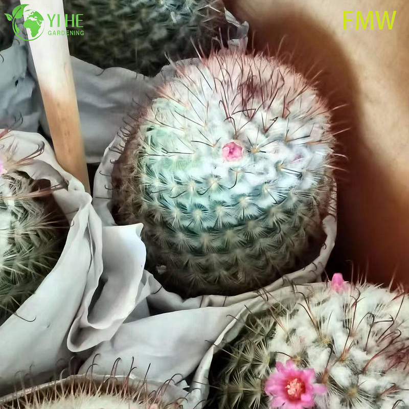 Toptan Ferocactus Setispinus B&uuml;k&uuml;lm&uuml;ş Kaburga Kakt&uuml;s Canlı Bitki Bonsai