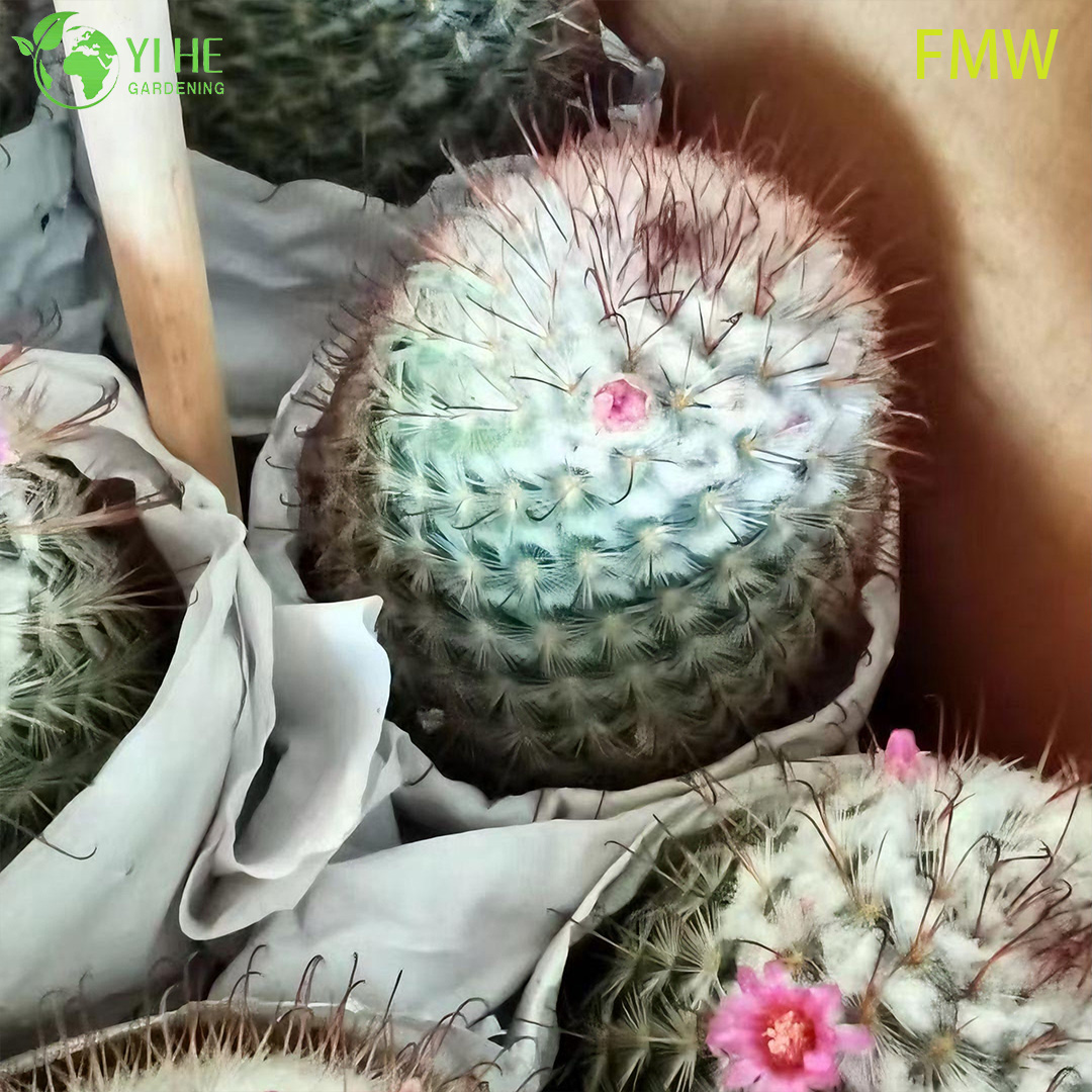 Toptan Ferocactus Setispinus B&uuml;k&uuml;lm&uuml;ş Kaburga Kakt&uuml;s Canlı Bitki Bonsai
