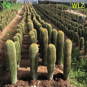 Cactus a torcia viva resistente alla siccit&agrave; Una succulenta alta colonnare argento-blu