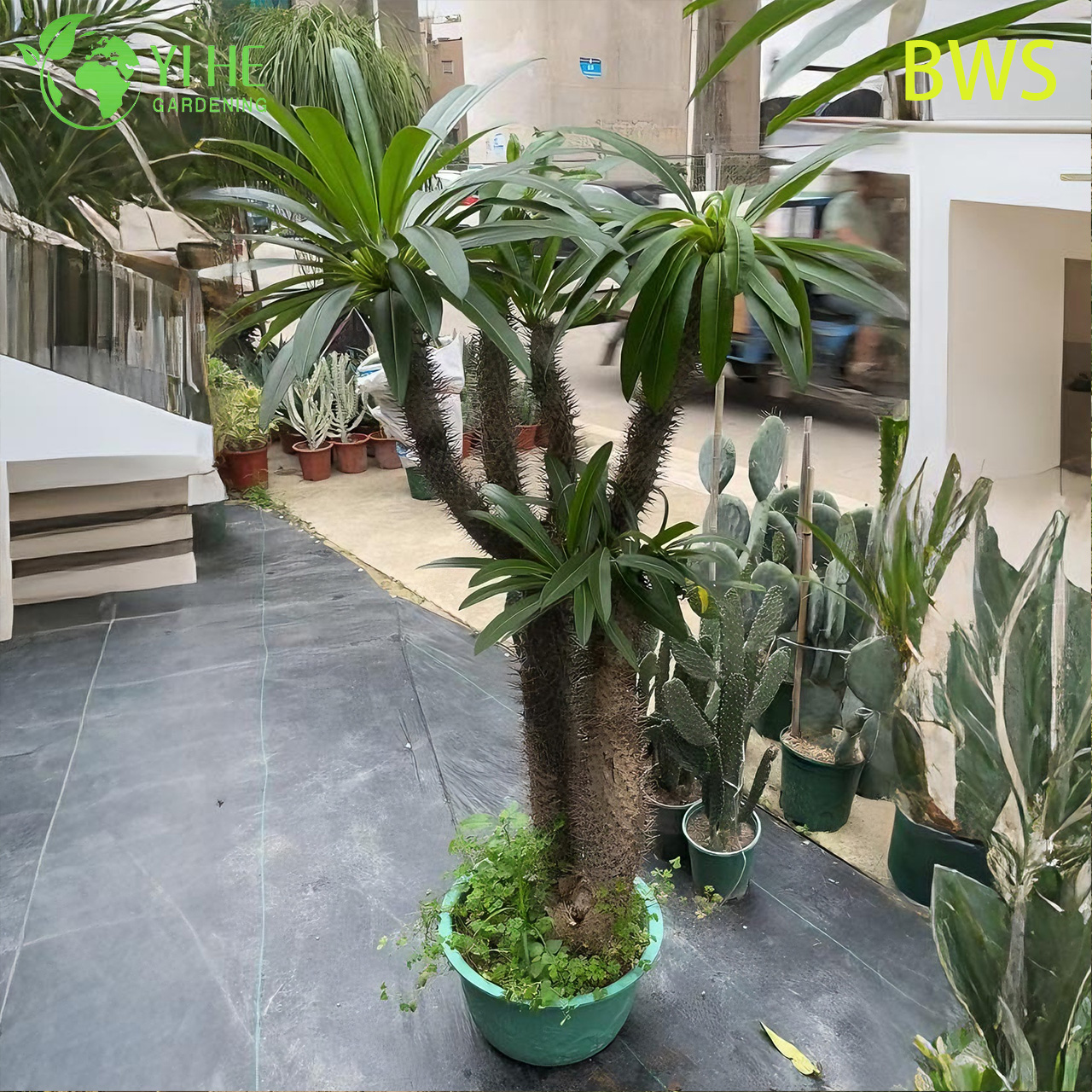 ปาล์มมาดากัสการ์สด บอนไซลำต้นมีหนามสูง Pachypodium ฉ่ำ