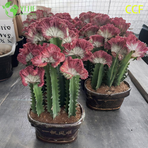 Живой коралловый кактус, привитый волнистый хохлатый молочай Lactea Bonsai