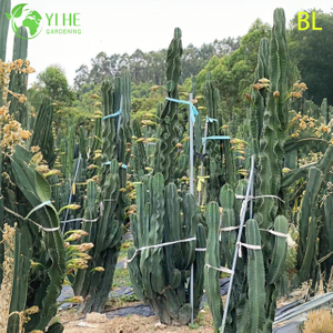 Lebender peruanischer Apfelkaktus, ein schnell wachsender essbarer Obstbaum