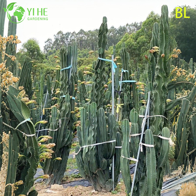 Cactus manzana peruano vivo, un &aacute;rbol frutal comestible de r&aacute;pido crecimiento