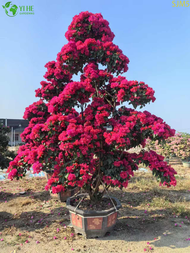 Bougainvillea gro&szlig;er Bonsai