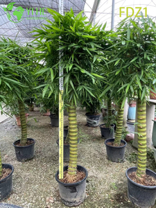 Peyzaj Tasarımı Bonsai i&ccedil;in Toptan Canlı Altın Buda G&ouml;bek Topaklanan Bambu