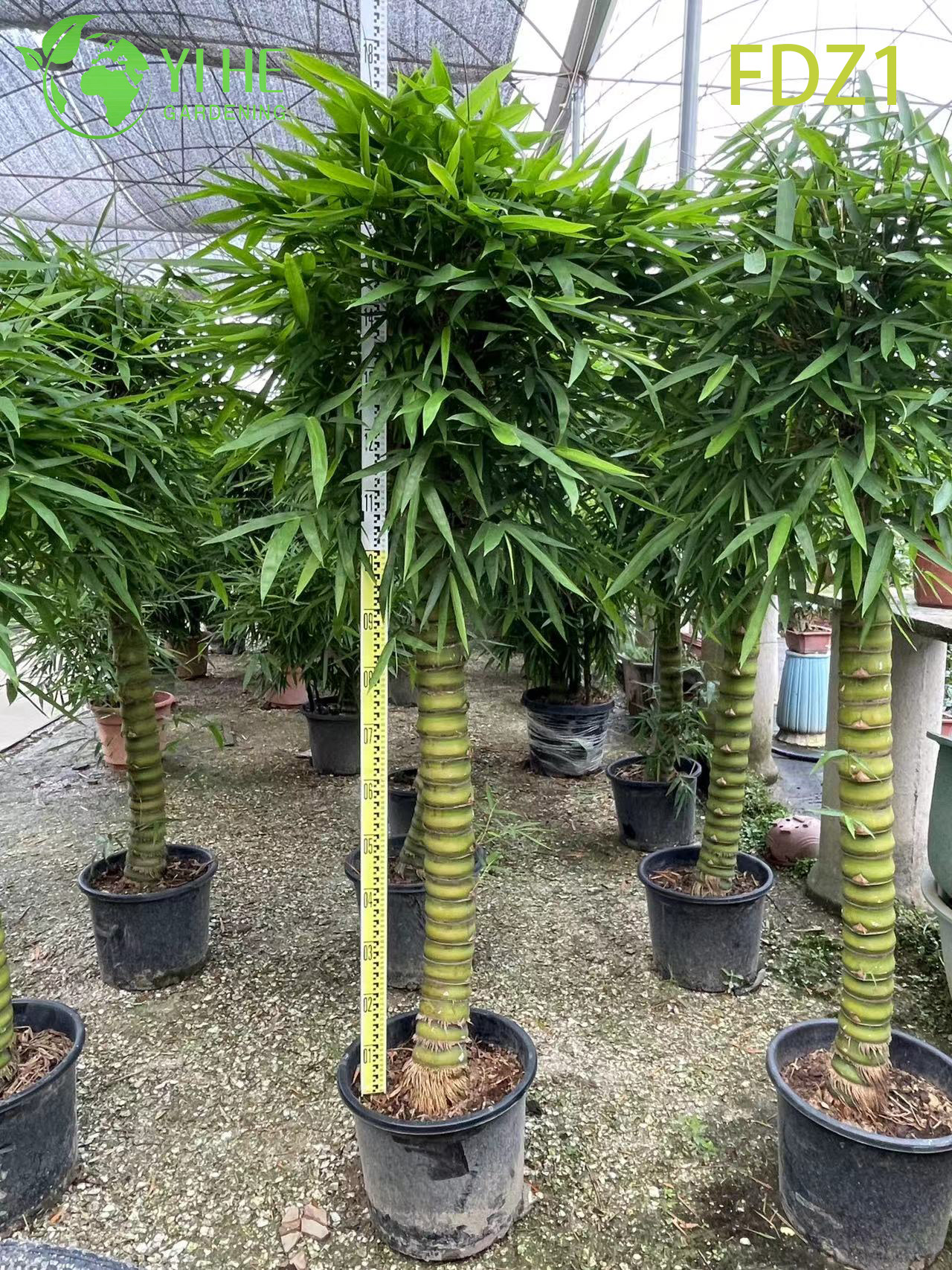 Großhandel Live Golden Buddha Belly Clumping Bambus für Landschaftsgestaltung Bonsai