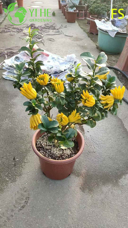 &Aacute;rbol vivo de mano de Buda de cidra con dedos arom&aacute;ticos para bons&aacute;i de exportaci&oacute;n