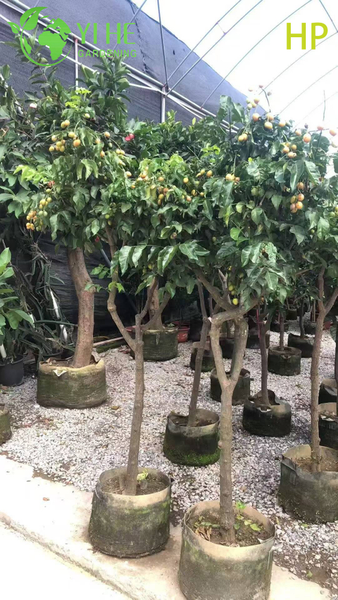 Odporne na suszę drzewo Pongamia Pinnata do kształtowania krajobrazu i bonsai na biopaliwo