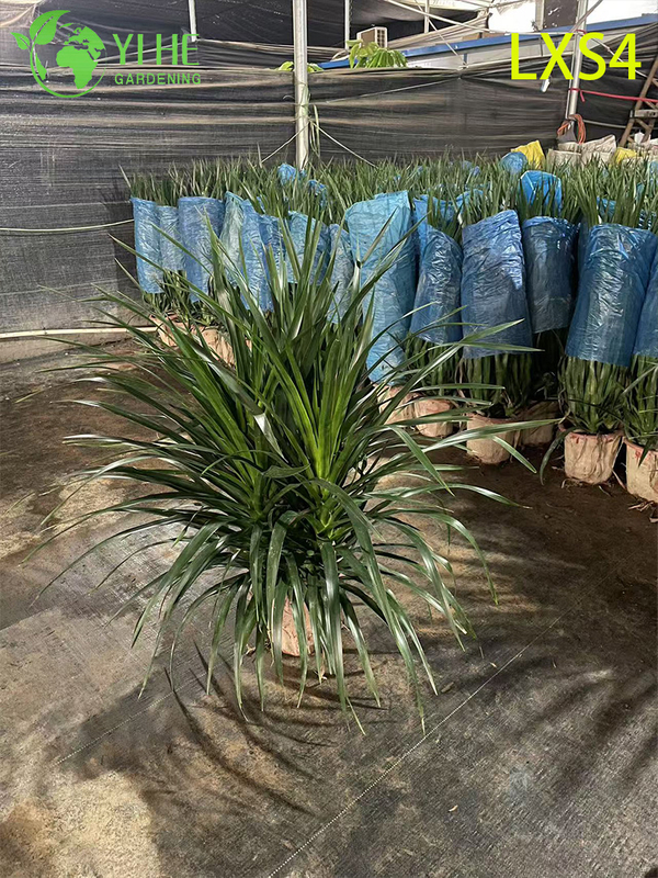 Оптовые живые растения Dracaena Fragrans 'Massangeana' для домашнего декора бонсай