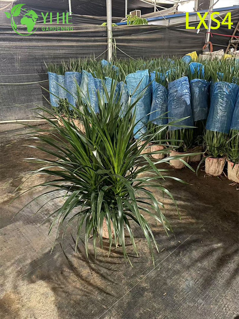 Оптовые живые растения Dracaena Fragrans 'Massangeana' для домашнего декора бонсай
