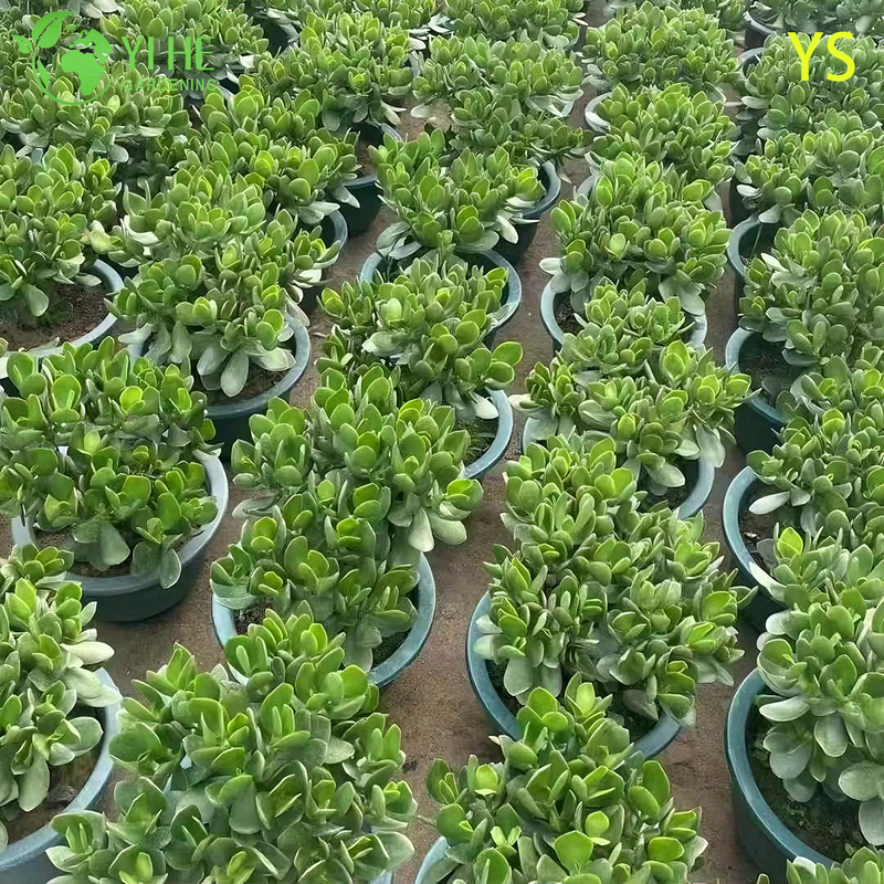 Dekorative lebende Geldbaum-Jadepflanze mit bunten künstlichen Blumen-Bonsai