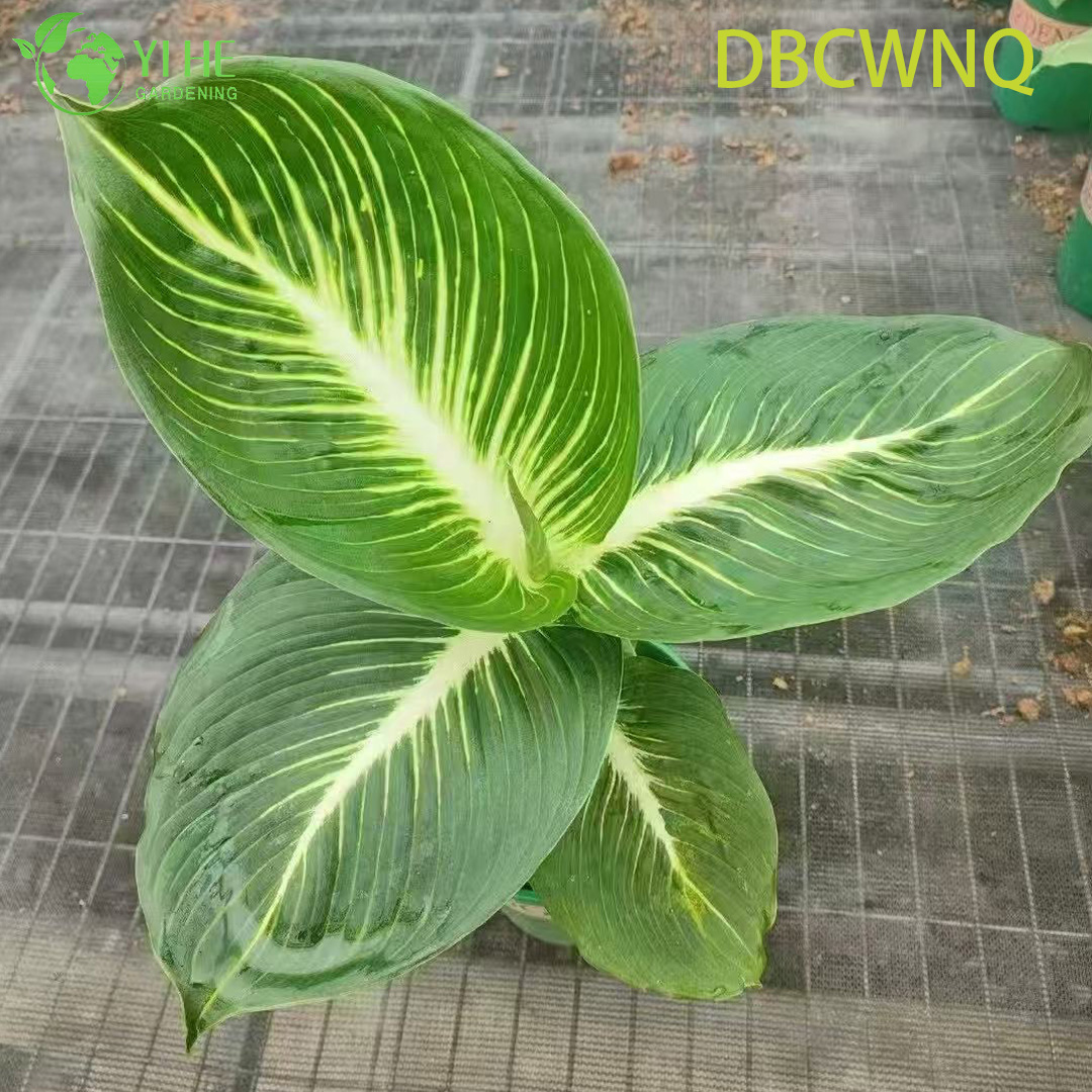 លក់ដុំ Dieffenbachia White Flame Live Dumb Cane Starter Plug Seedlings