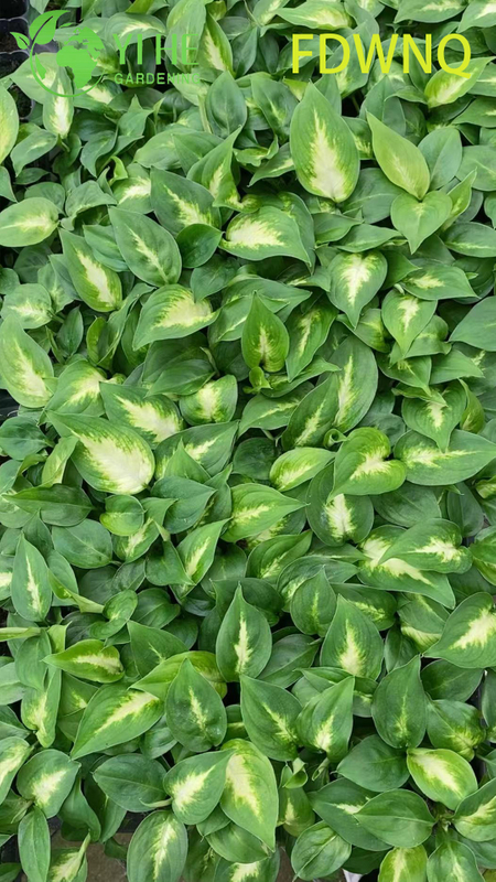 Atacado Dieffenbachia Camille Live Variegated Mudo Cane Starter Plug Mudas