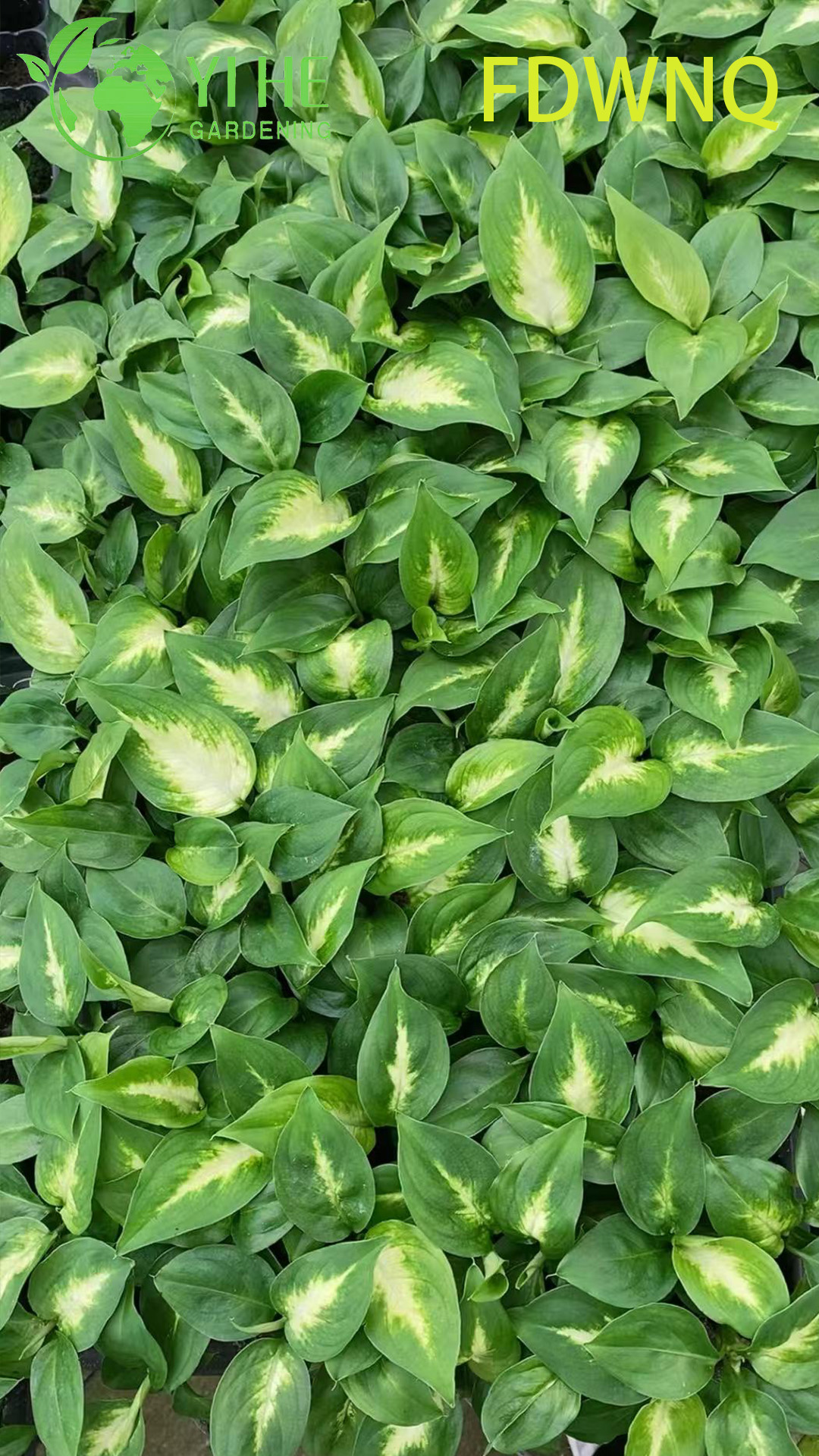 Atacado Dieffenbachia Camille Live Variegated Mudo Cane Starter Plug Mudas