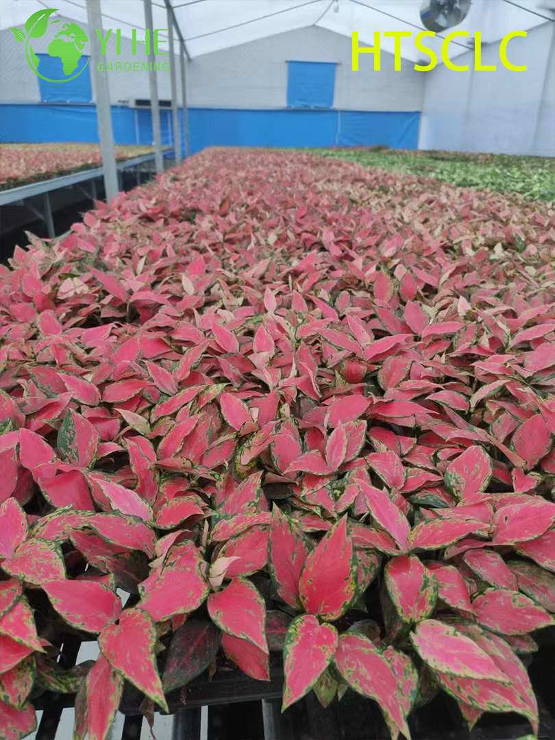 Groothandel Aglaonema Red Angel Live Chinese Evergreen Starter Plug Zaailingen