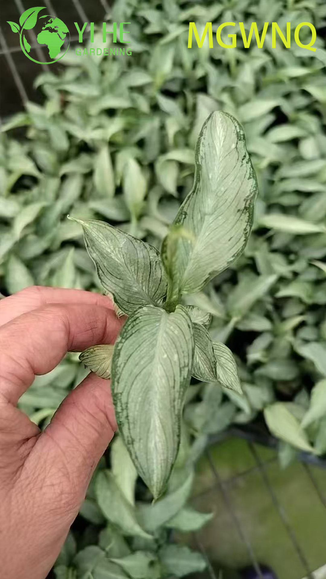 Dieffenbachia Tiki Variegated Dumb Cane Starter Plant Setzlinge im Gro&szlig;handel