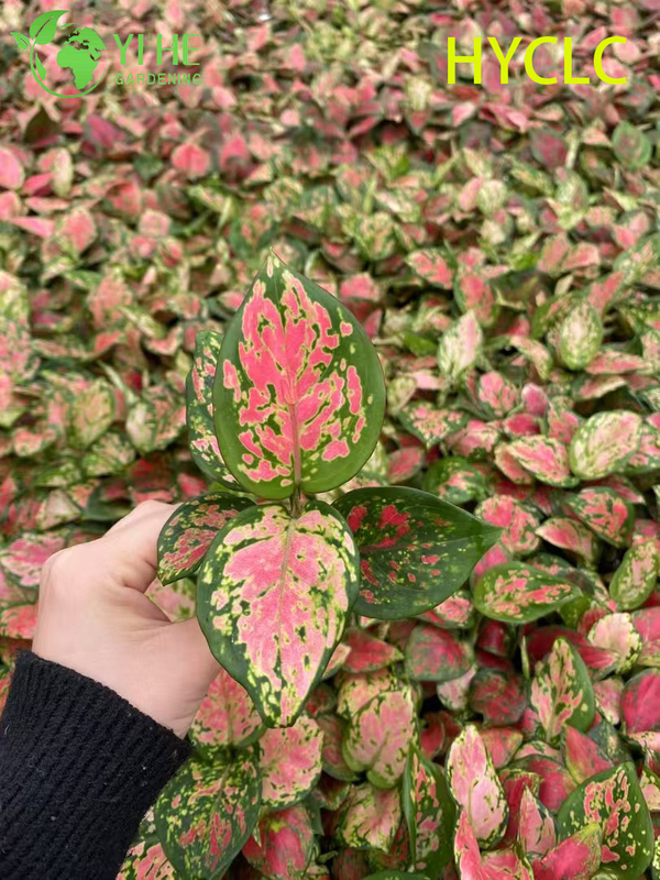 Atacado Aglaonema Beauty Live Chinês Evergreen Starter Plug Mudas