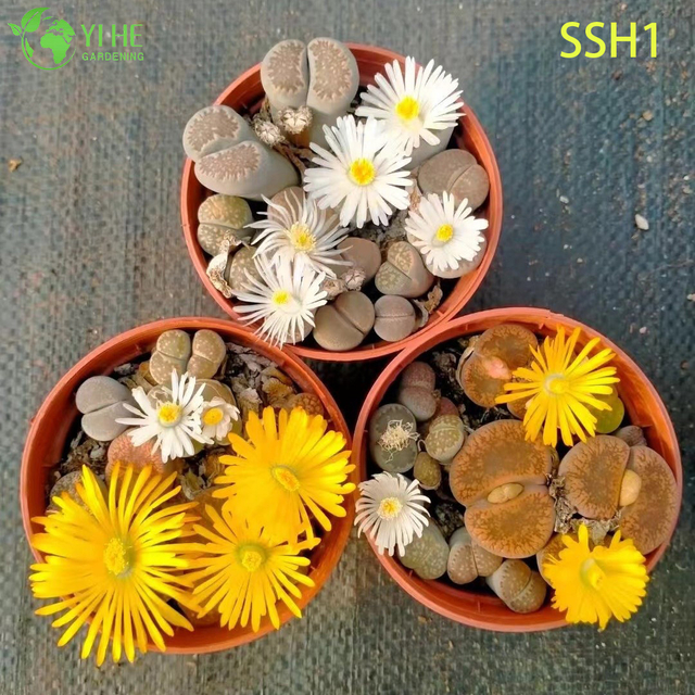 ขายส่ง Lithops สดหินมีชีวิตพืชสารพันบอนไซฉ่ำดอก