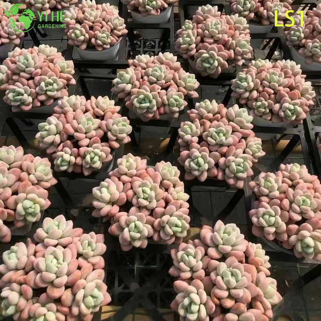 Bons&aacute;i de planta de racimo de roseta de vivero al por mayor suculenta rosa gordita viva