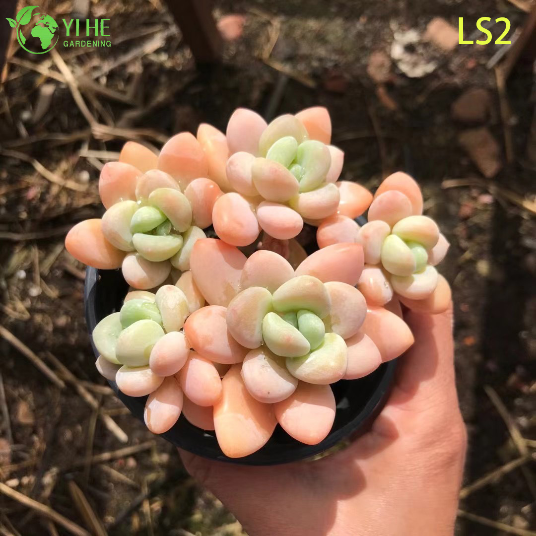 Plante succulente abricot vivant, vente en gros, grappe de rosettes potel&eacute;es, bonsa&iuml;