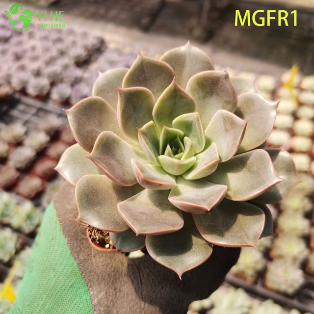 Venta al por mayor Echeveria Madame Rose Bonsai de planta de loto suculenta viva