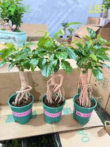 የጅምላ ሚኒ Ginseng የቻይና አሻንጉሊት ተክል የተጋለጠ ሥር Bonsai