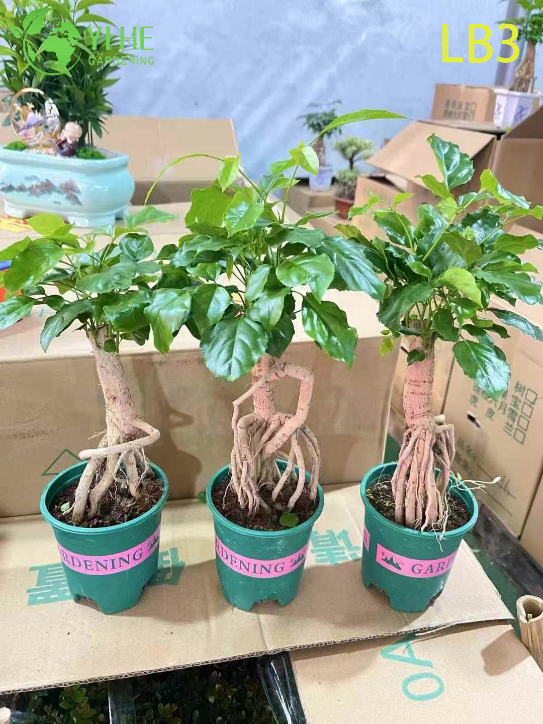 थोक मिनी जिनसेंग चाइना डॉल प्लांट एक्सपोज़्ड रूट बोनसाई