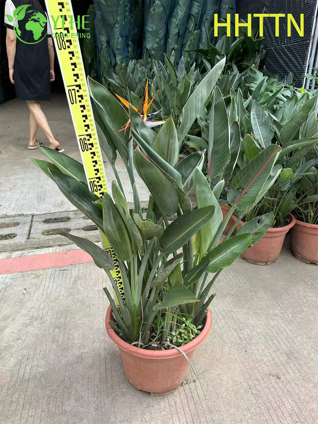 Gelber Paradiesvogel im Gro&szlig;handel, lebende Strelitzia-Tropenpflanze, Bonsai
