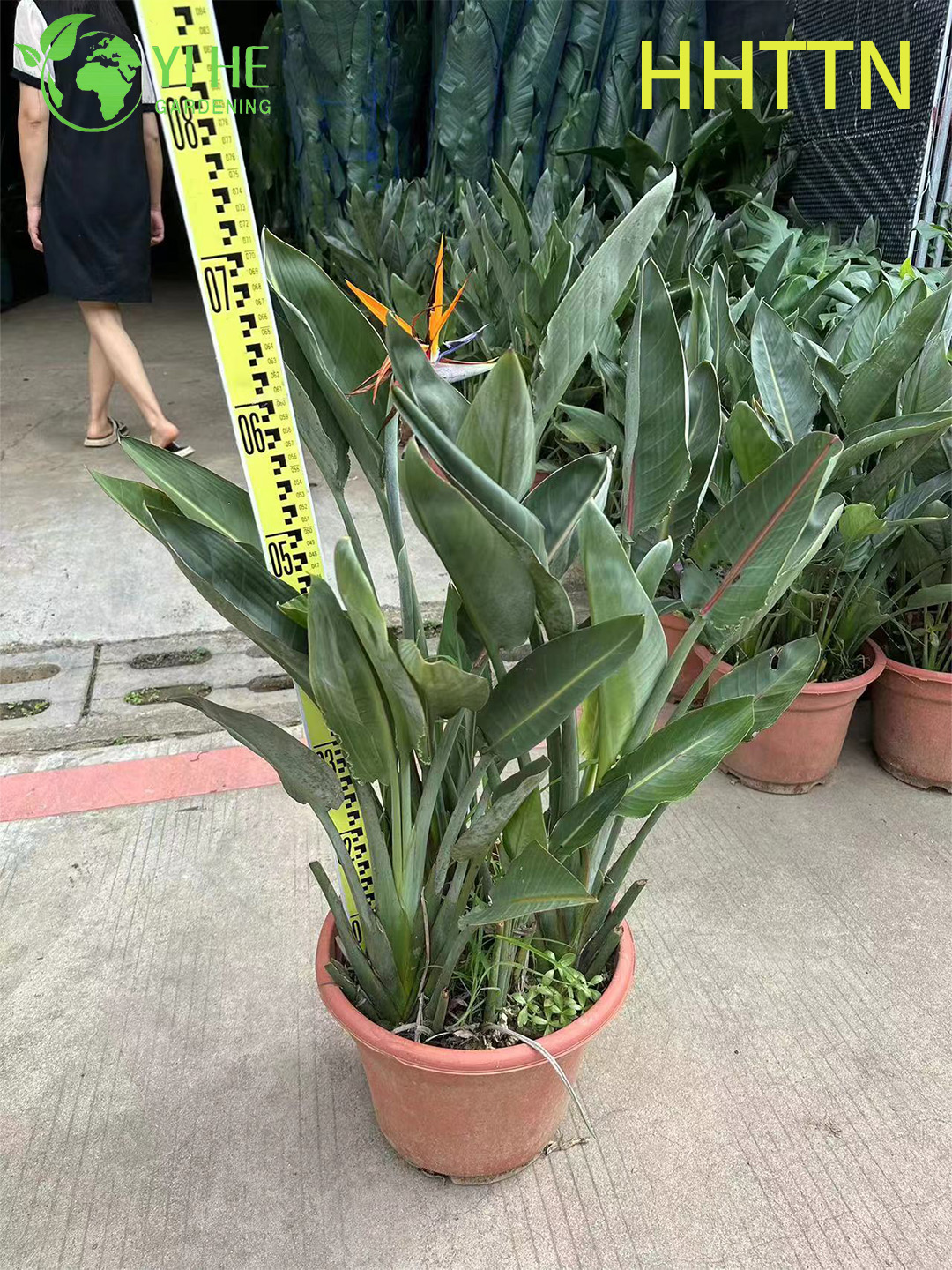 ຂາຍສົ່ງນົກສີເຫຼືອງຂອງ Paradise Live Strelitzia ພືດເຂດຮ້ອນ Bonsai