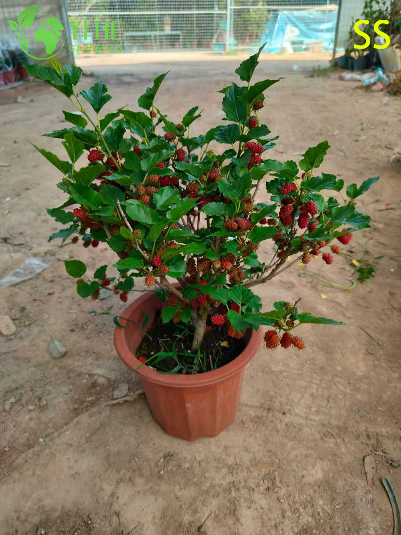 Amoreira de crescimento r&aacute;pido com frutas doces semelhantes a amoras Amoreira