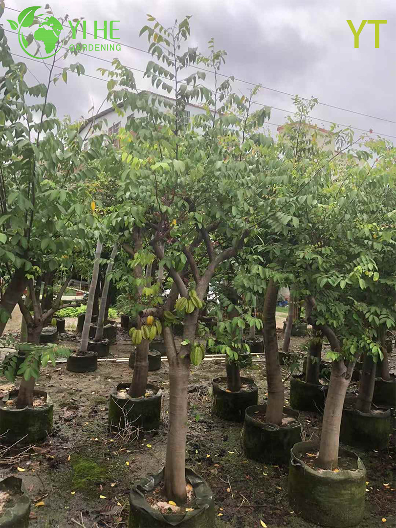 &Aacute;rbol de carambola de carambola viva con fruta dulce en forma de estrella Averrhoa Carambola Bonsai