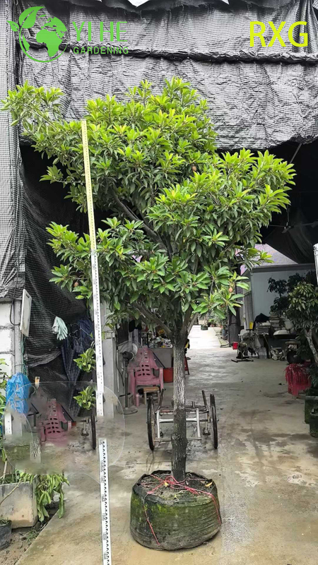 شجرة مانيلكارا زابوتا سابوديلا تشيكو الحية مع بونساي فاكهة السكر البني الحلو