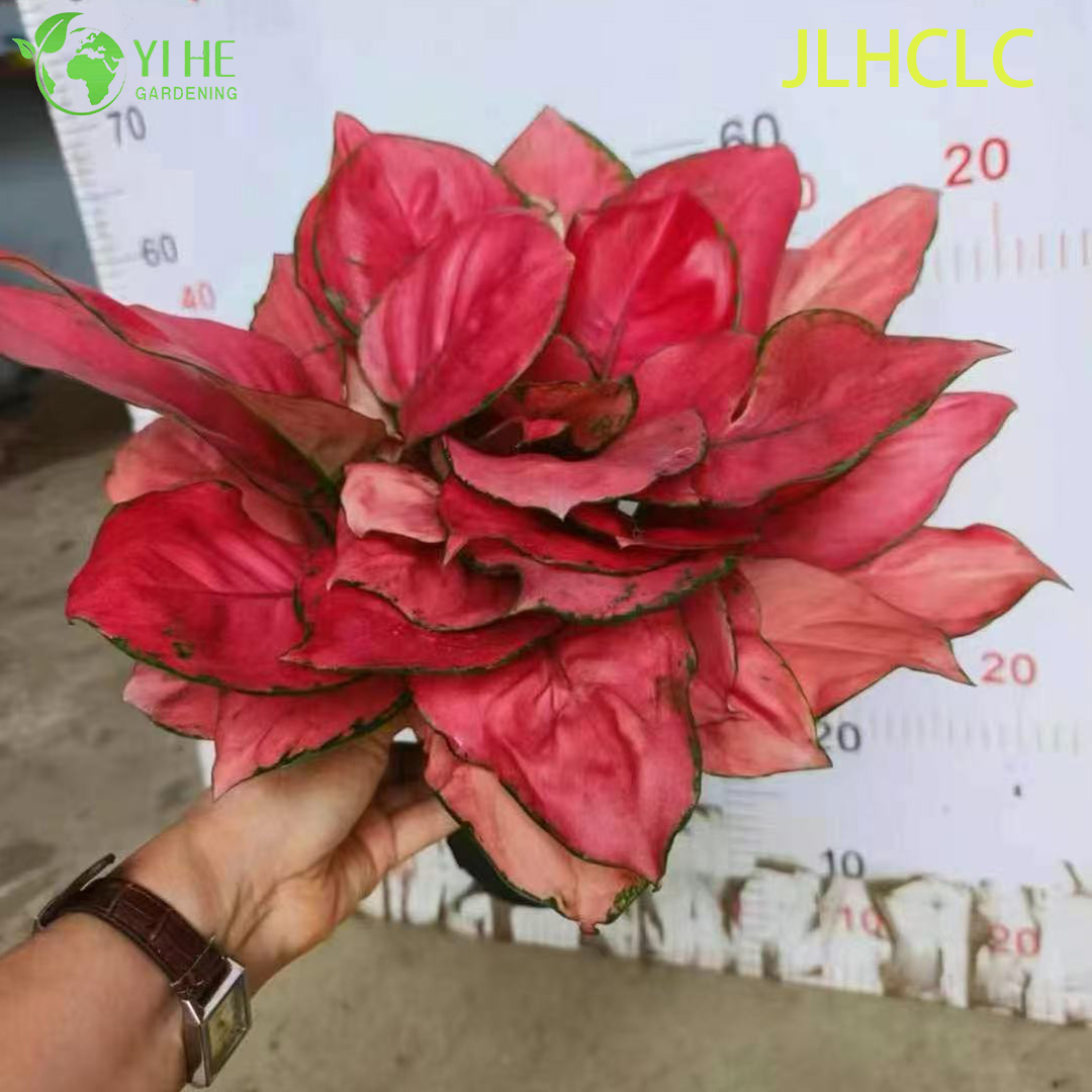 Aglaonema 상서로운 빨간색빨간 중국 상록다채로운 관엽 식물행운 식물 모종