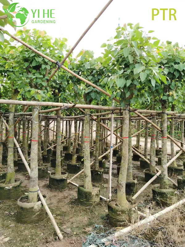 Arbre sacré de la Bodhi, Ficus Religiosa, pour l'aménagement paysager du jardin du temple