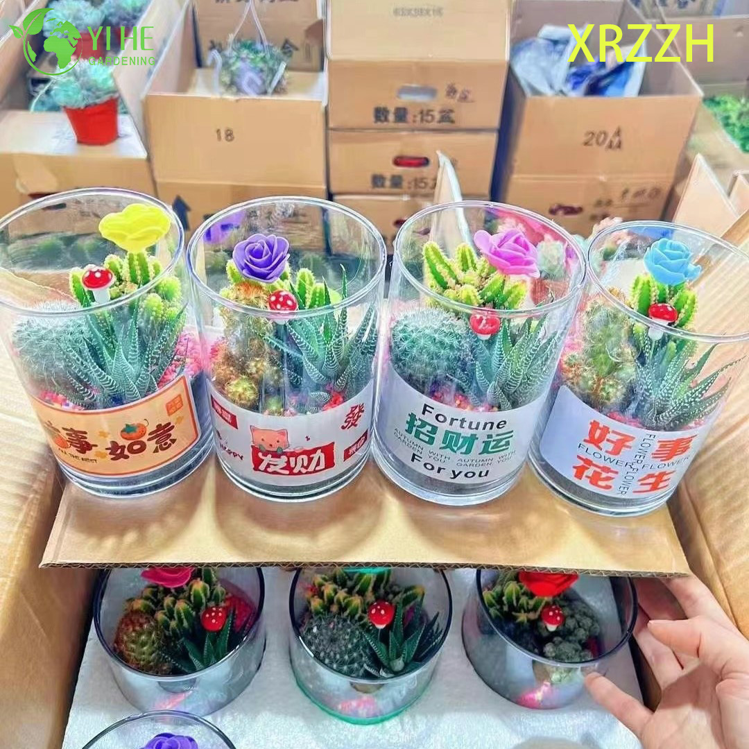 Kit de jardim de mini cactos suculentos fa&ccedil;a voc&ecirc; mesmo para bonsai de decora&ccedil;&atilde;o de escrit&oacute;rio de mesa