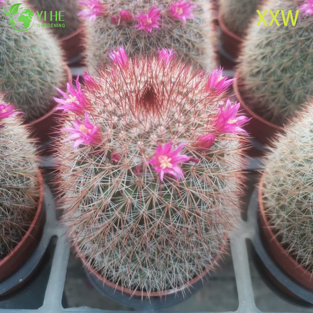 Żywe czerwone kaktusy Mammillaria Hurtownia Mammillaria Spinosissima Bonsai