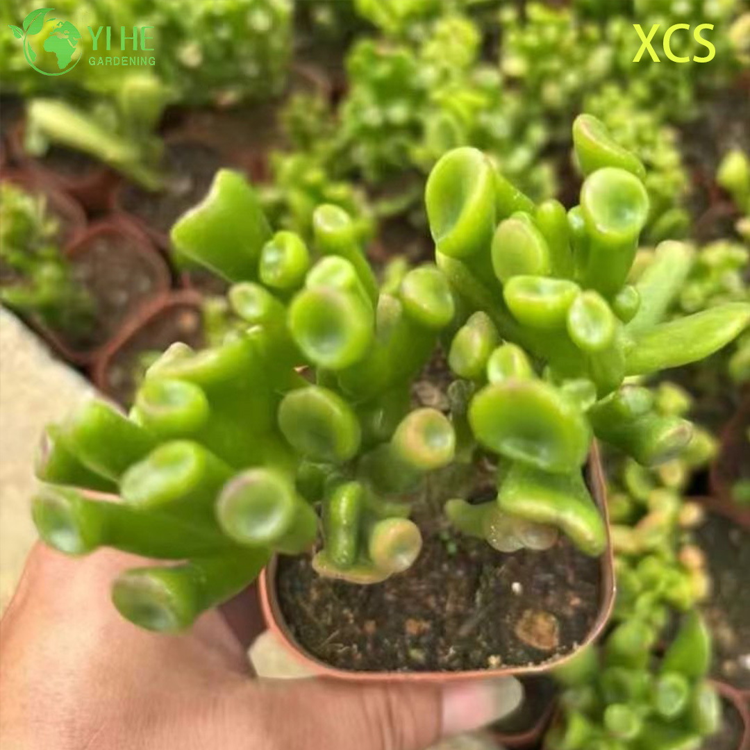 Atacado Crassula Ovata Hobbit Jade Planta Suculenta Bonsai Viva