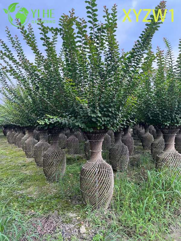 Zierlagerstroemia parviflora, Vasenförmiger Topiary-Baum, blühende Gartendekorpflanze